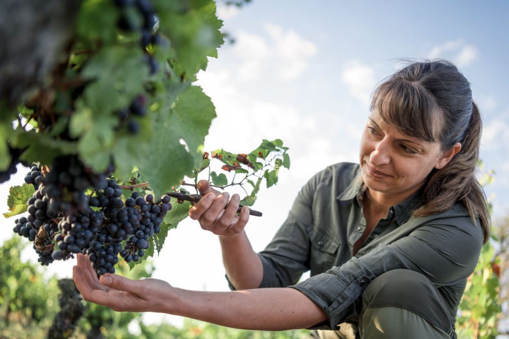 Vigne et climat le combat d’Isabelle Pangault