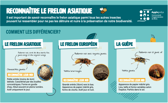 reconnaitre le frelon asiatique - agglopolys