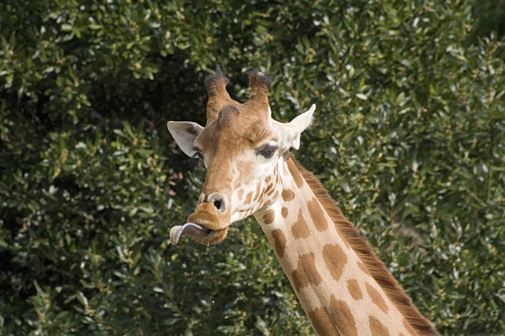 Girafe - zoo des Sables- crédit Sandrine Silhol