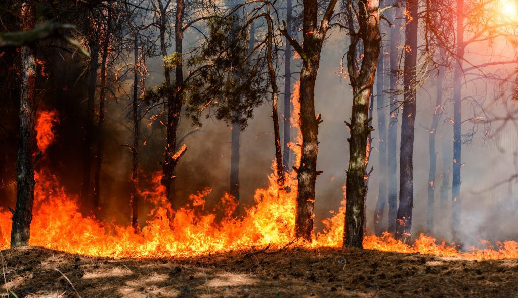 Un dispositif inédit de détection des feux de forêts testé en Loir-et-Cher