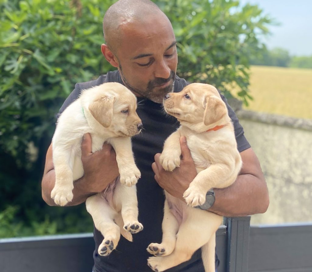 Les chiens à l'école