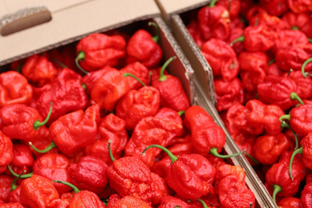 Sauces Martin : chaudes saveurs en Loir-et-Cher