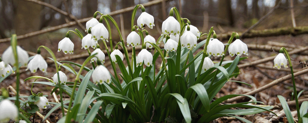 Fondation BPVF – 1 lauréat « Mon territoire innove » dans le Loir-et-cher