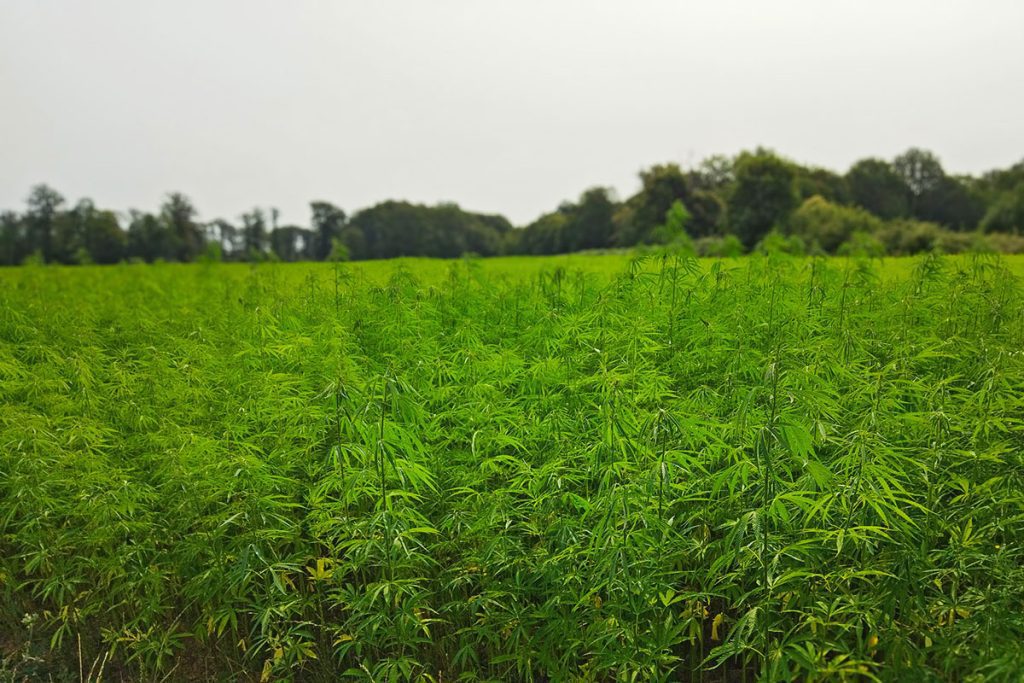 À Poitiers, du chanvre pour protéger l’eau potable
