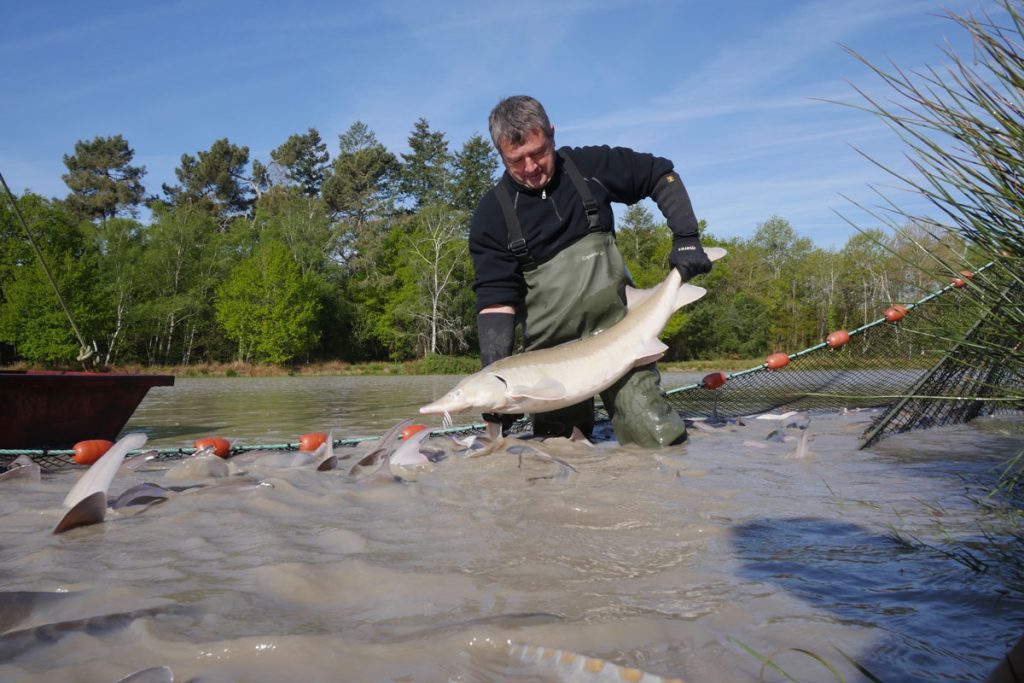 Un nouveau cap pour la filière pisciculture