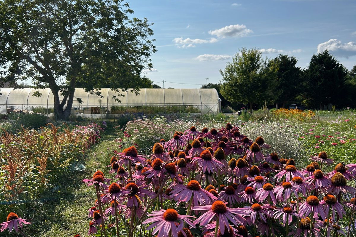 Florence Soulier, la tourangelle qui cultive la beauté de la fleur française